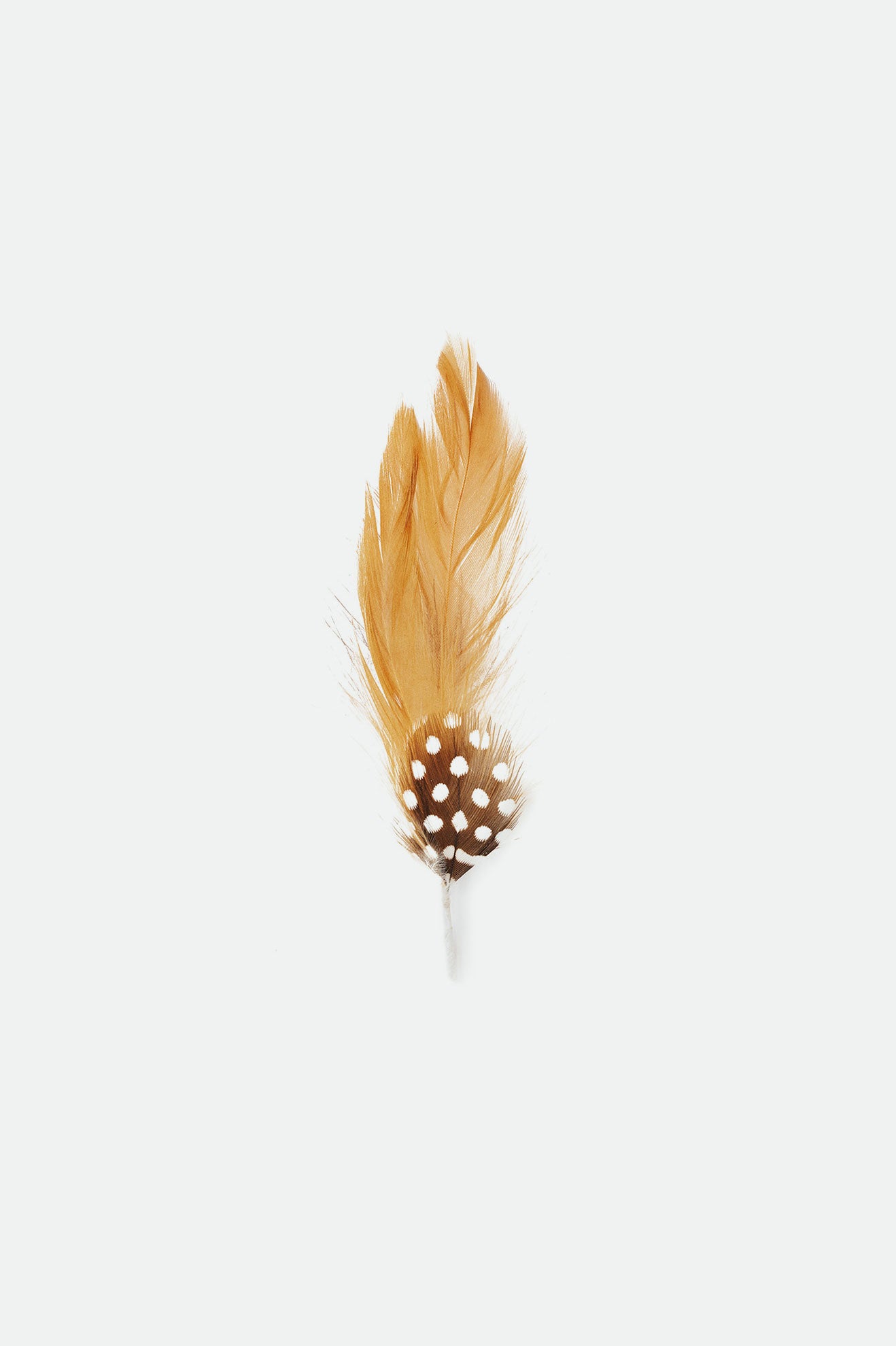 Brixton Brad Universal Hat Feather アクセサリー ユニセックす ブラウン | ECRYQ2504